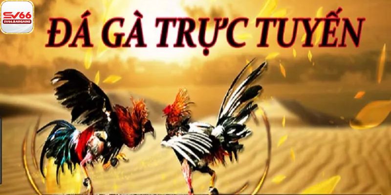 Bí quyết đặt cược đá gà hiệu quả