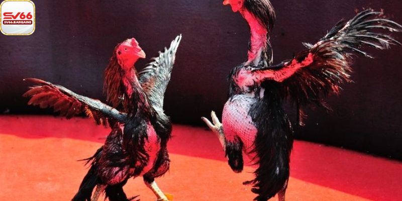 Loại hình đá gà đầy kịch tính